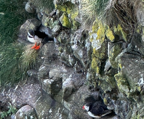 Puffins 2