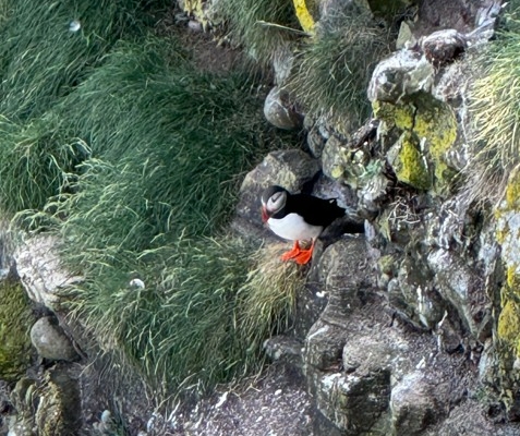 Puffins