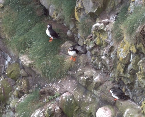 Puffins